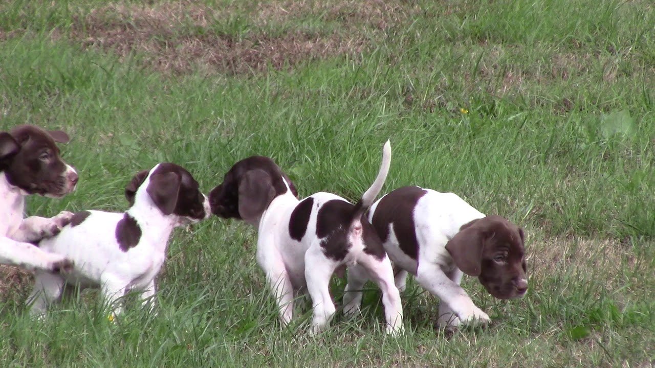 Old Danish Pointer Puppy Pictures